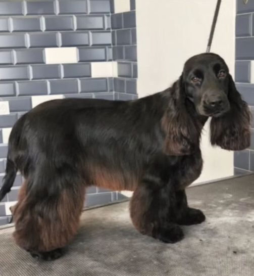 Venus Du Jardin Des Gones