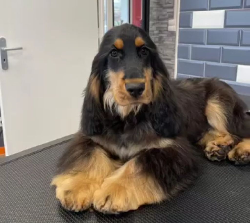 Vivaldi la victoire Du Jardin Des Gones