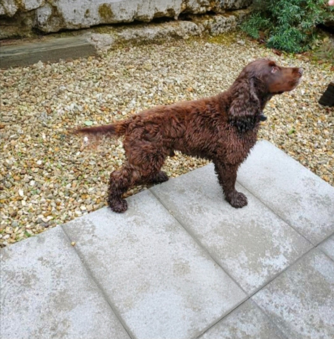 Tonnerre feu anche De L'harmonie Du Bonheur