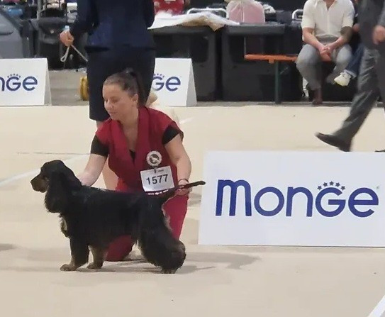 Viking Du Jardin Des Gones