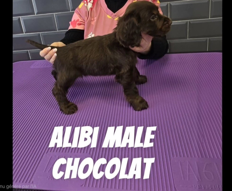 Du Jardin Des Gones - Chiots disponibles - Cocker Spaniel Anglais