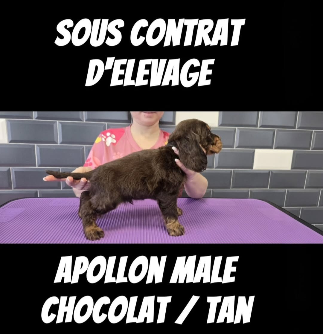 Du Jardin Des Gones - Chiots disponibles - Cocker Spaniel Anglais