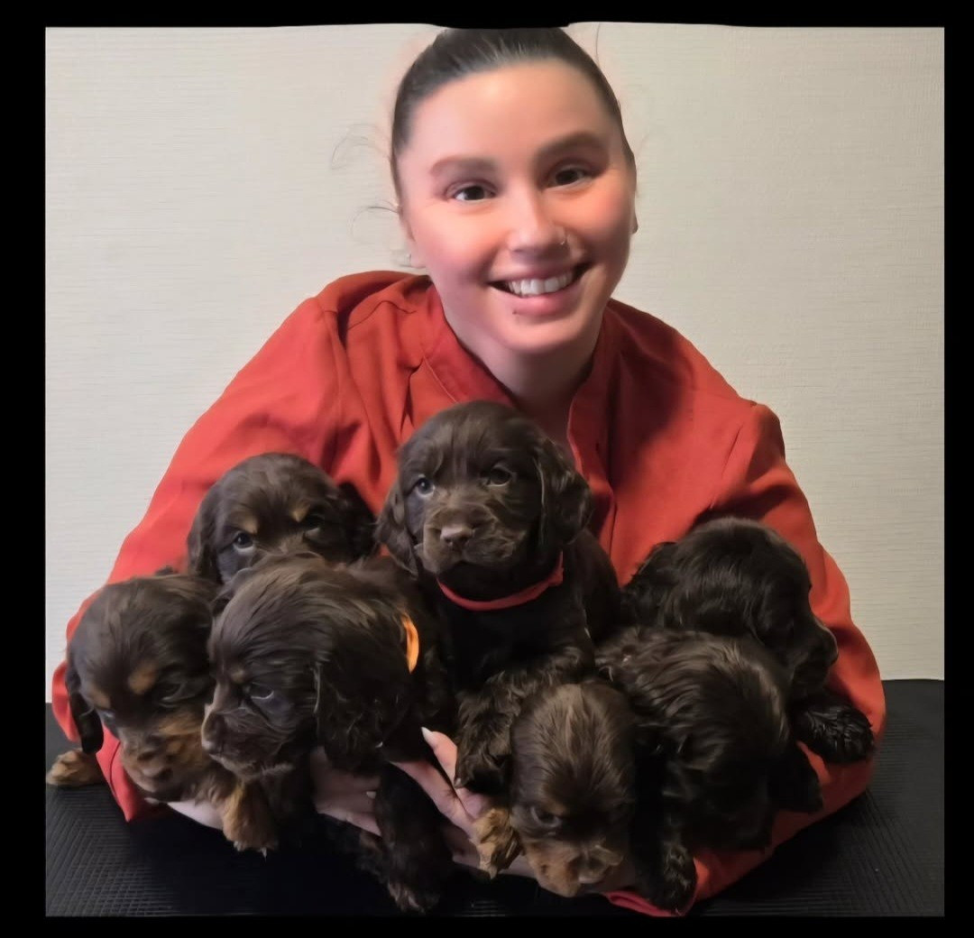 Chiot Cocker Spaniel Anglais Du Jardin Des Gones